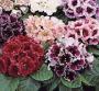 Seminte profesionale  Gloxinia (Sinningia hybrida)- Gloxinia - imagine 49242